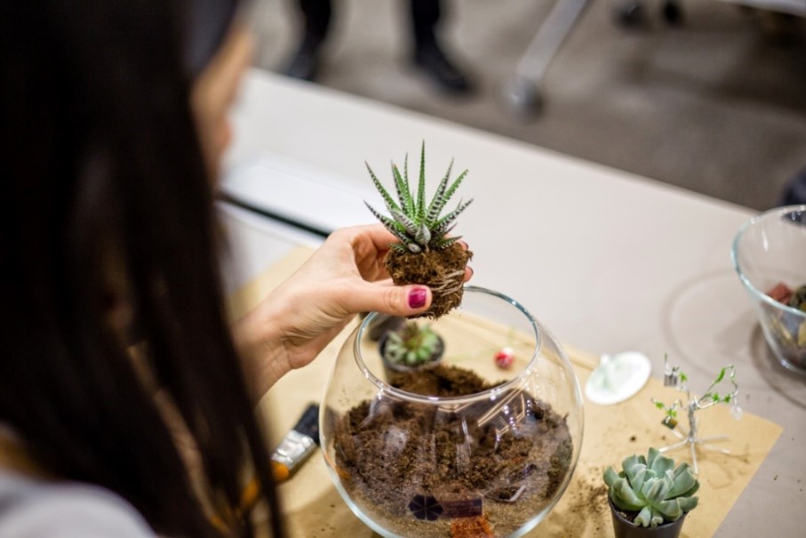 How to Propagate Your Plants at Home